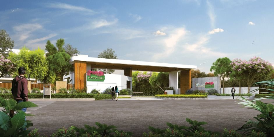 Vertex Bougainvillea